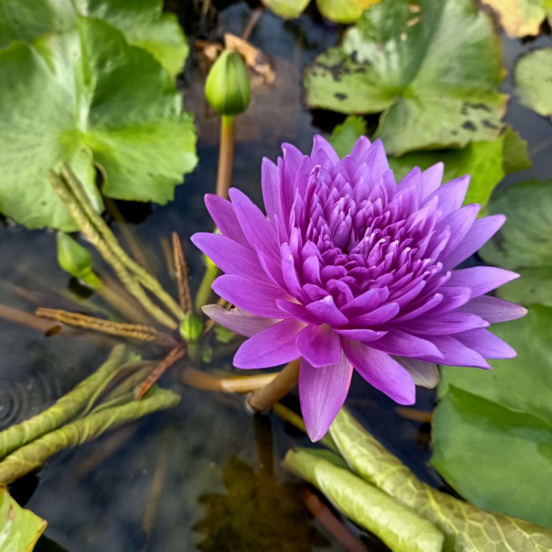 Hoa súng Thái King of Siam