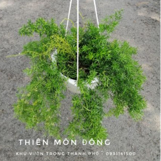 Cây thiên môn đông chậu treo (ưa nắng)