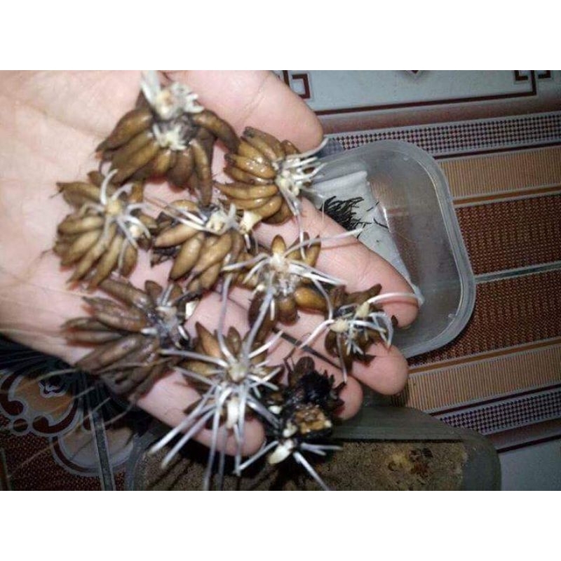 1 củ hoa mao lương