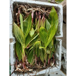 Củ chuối hoa ( dong giềng cảnh ) nhiều màu
