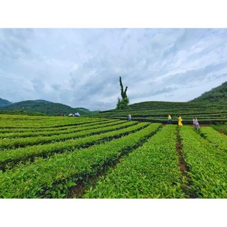 Chè Ô long búp gói 0,5 kg( Đặc sản Đình Lập Lạng Sơn)