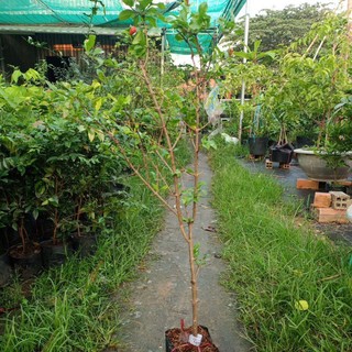cây lựu lùn ấn độ , cây giống trồng 6-7 tháng cho trái