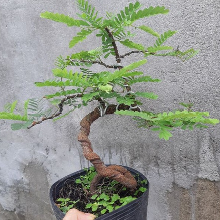 Cây me bonsai