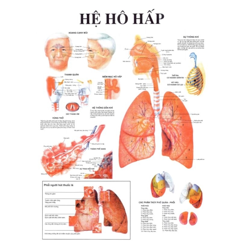 Tranh giải phẫu hệ hô hấp 70×90cm