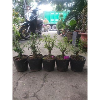 Mai chiếu thủy bonsai dạng phôi