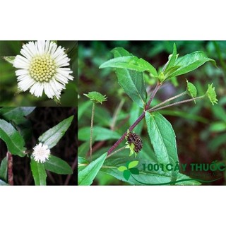 50 hạt giống nhọ nồi, cỏ mực