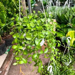 Cây đôla giỏ treo
