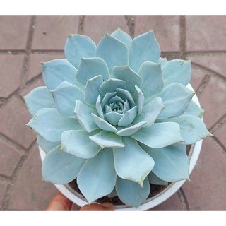 Sen đá Ngọc Trinh - Hư 1 đổi 1- Cây cảnh trang trí- HOA ĐÁ shop