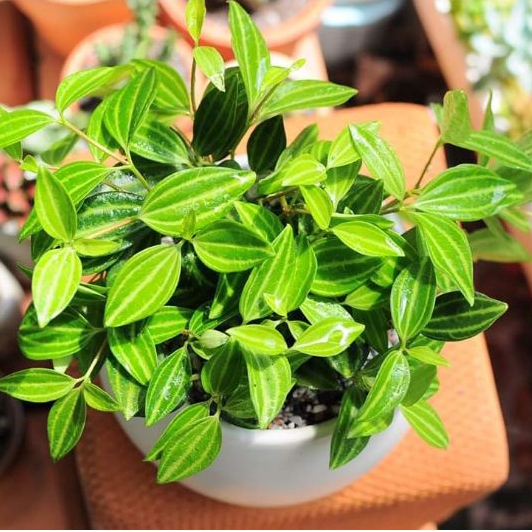 Lá hạt  MIX CHẬU để bàn