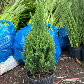 Cây sơn tùng cao trên 40cm