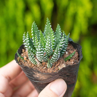 Sen đá móng rồng cụp 3-5cm - Vườn sen đá