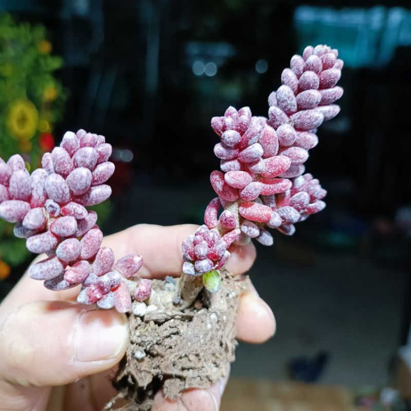 Sale 50%- Sen Đá SeDum Furfuraceum  Độc-Lạ , gửi cây như hình cuối.