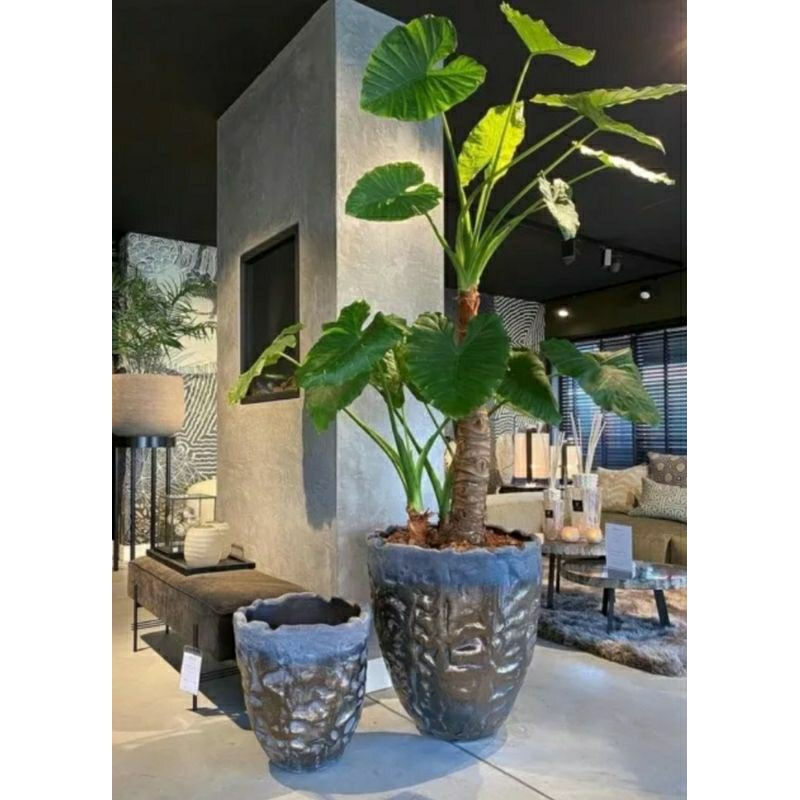 1 củ ráy lá tai voi to khủng