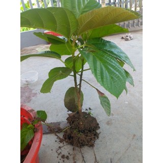 Cây vả mật giống chuẩn. 0975449688