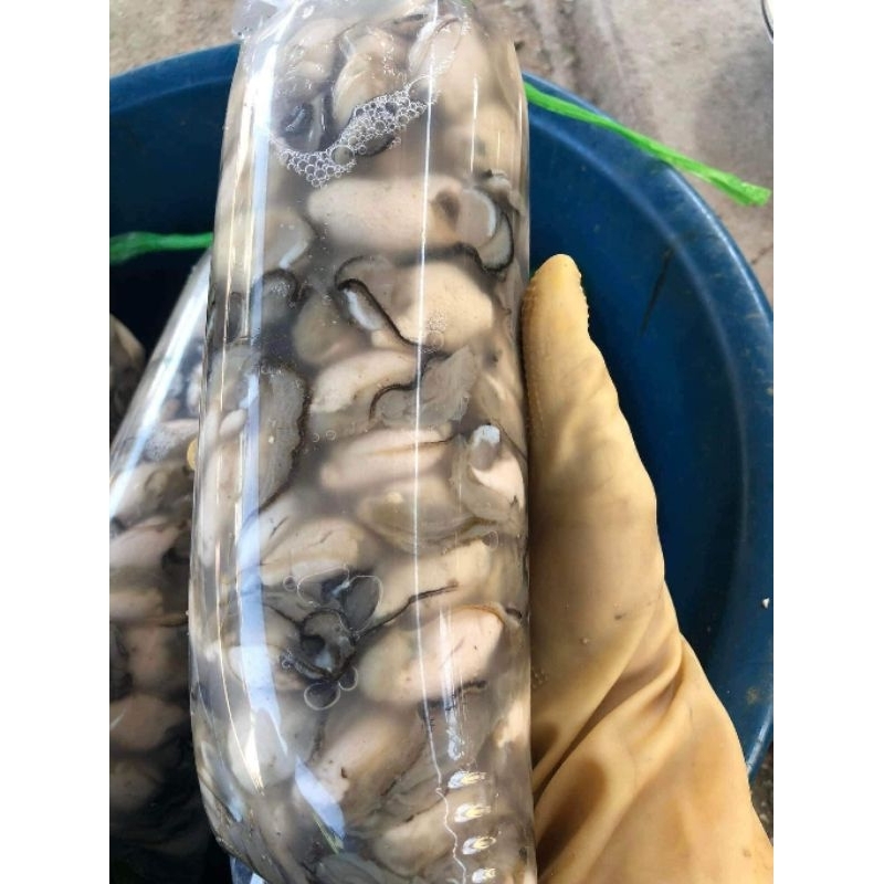 Ruột hàu tươi 99k 1kg ship Hà Nội