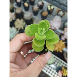 Sen đá thơm mini size vỉ 5cm . lỗi 1 đổi 1. đẫ thuần khí hậu nóng. mua 10 tặng 1