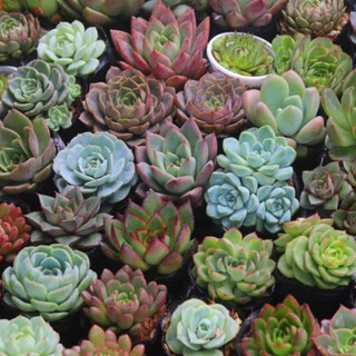 Sen đá bầu (sen bầu đen, 5-7 cm)