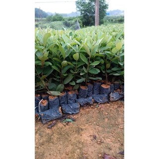 cây giống sim rừng