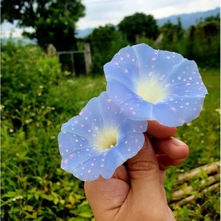 Bìm Bìm Hoa Xanh, bìm bìm biếc - làm thuôc - dây leo làm cảnh