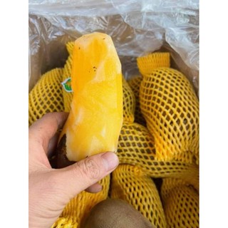 Sâm Đất Hoàng Sin cô Lào Cai Giá 1kg