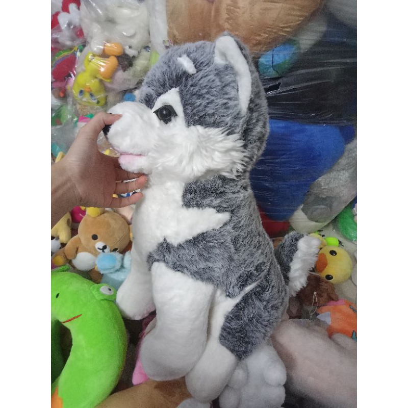 Gấu bông alaska size 50-60cm