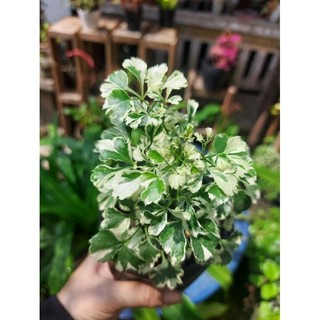 Đinh lăng cẩm thạch (cây giống)