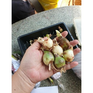 Củ lan huệ Hồng Mai size 3-4 cm