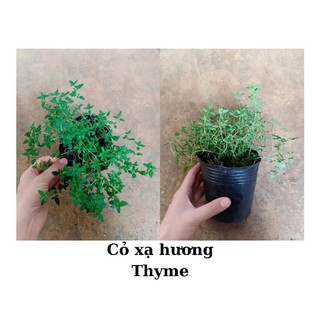 Cây giống cỏ xạ hương Thyme siêu gia vị (chỉ giao từ HN trở vào nam)