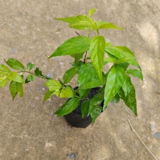 Cây ngãi bìm bịp