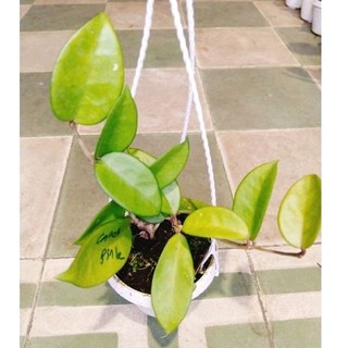 cây lan cẩm cù