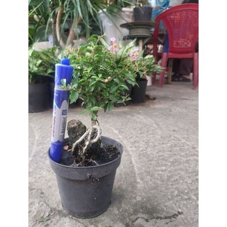 Hồng ngọc mai bonsai ôm đá