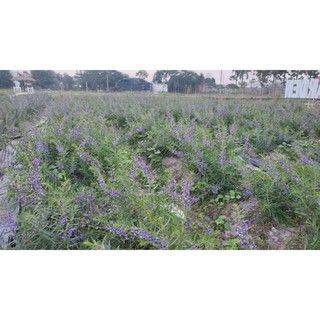 Cây rễ trần hoa violet trồng chụp ảnh