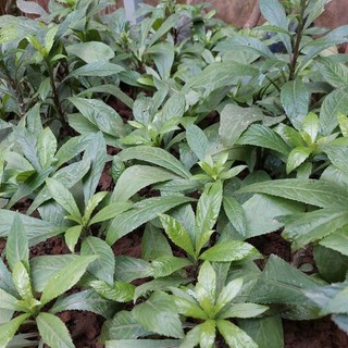 Bầu xương sông khỏe mạnh