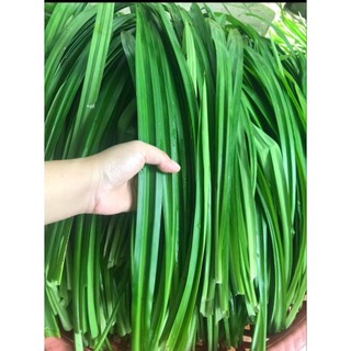 ##1kg Lá dứa nếp thơm .............