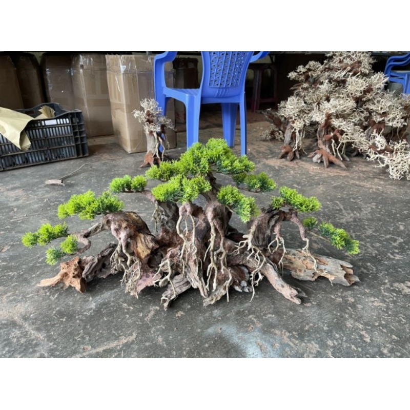 Cây gỗ lũa bonsai cho hồ kích thước lớn