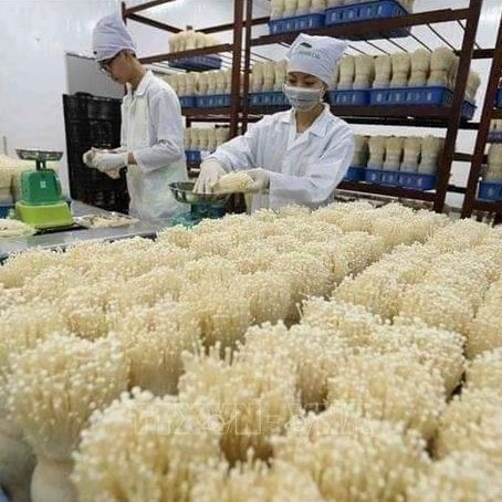 Nấm kim châm thả lẩu/nướng ❤️Tmart - Thực phẩm sạch