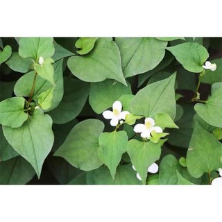 5 cây rau diếp cá