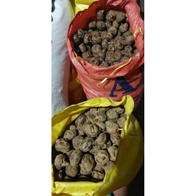 Củ mã thầy tươi 1kg