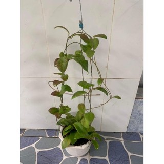 Cẩm cù mindorensis các màu trưởng thành sắp hoa