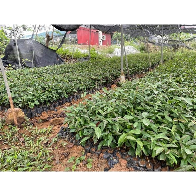 Cây giống Ba Kích Tím