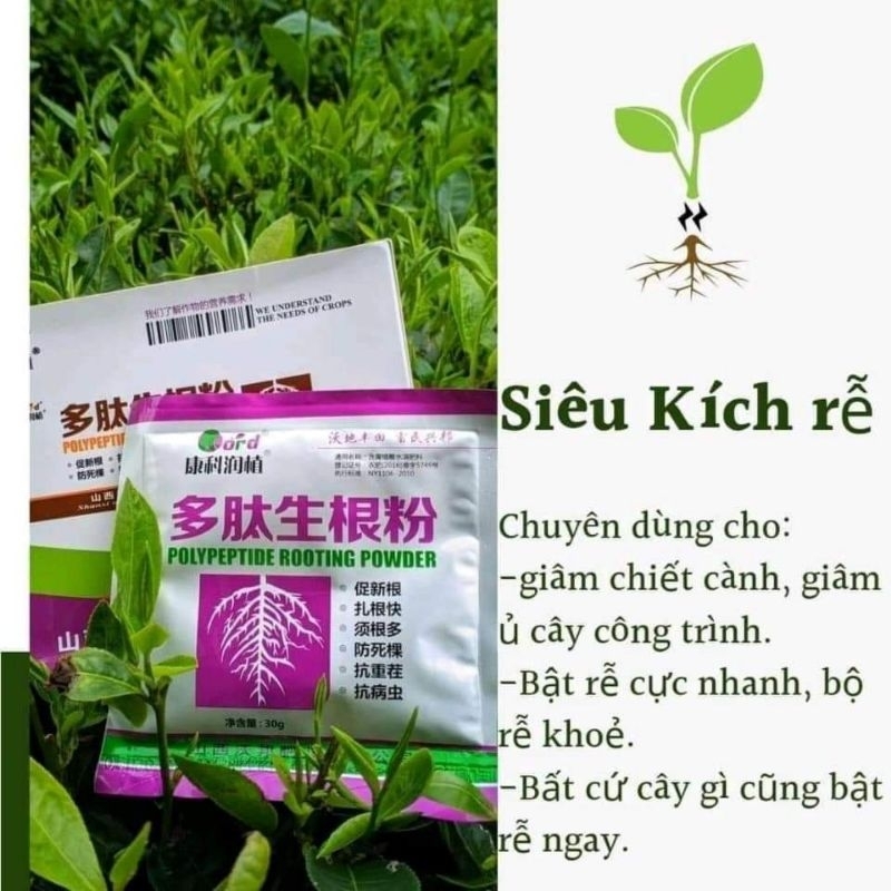 siêu kích rễ