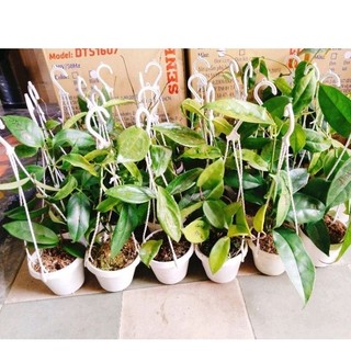 cây lan cẩm cù