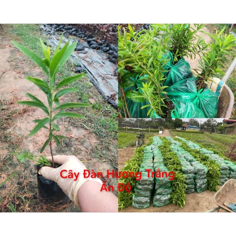 Cây Đàn Hương Trắng Ấn Độ (mua 10 tặng 1)