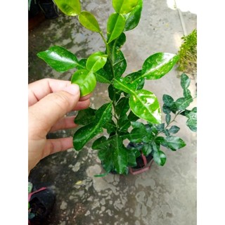 Cây chanh chúc hấp gà