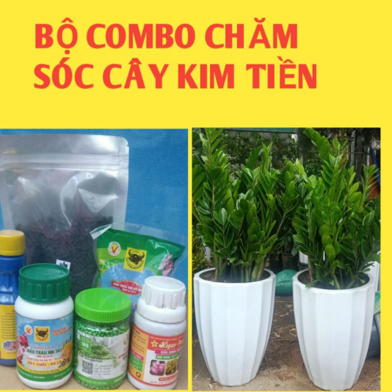 Bộ combo chăm sóc cây kim tiền