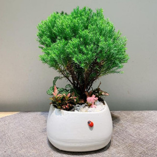 Tùng bồng lai tàn tròn MIX CHẬU để bàn