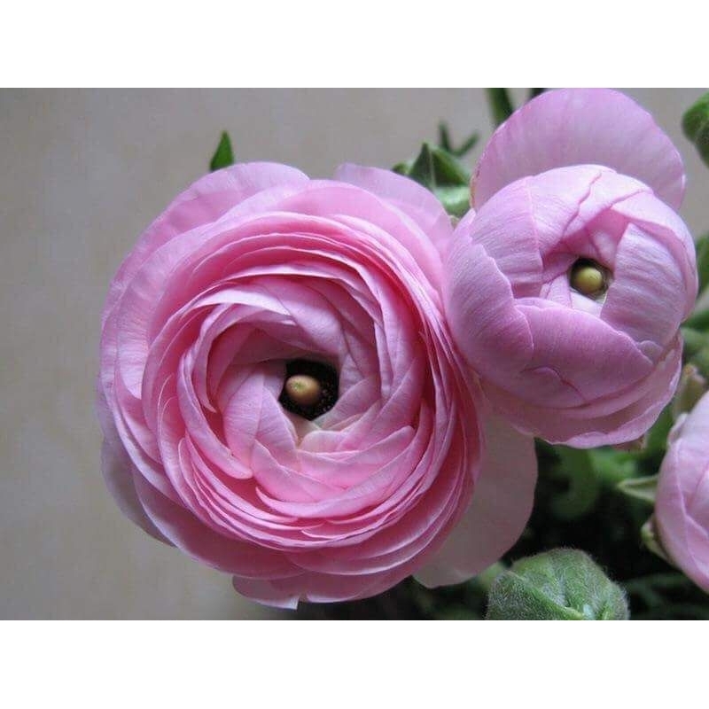 1 củ hoa mao lương