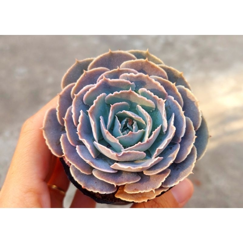 Sen đá Bắp Cải Tím - Hư 1 đổi 1- Cây cảnh trang trí- HOA ĐÁ shop