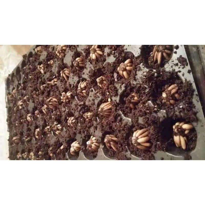 1 củ hoa mao lương