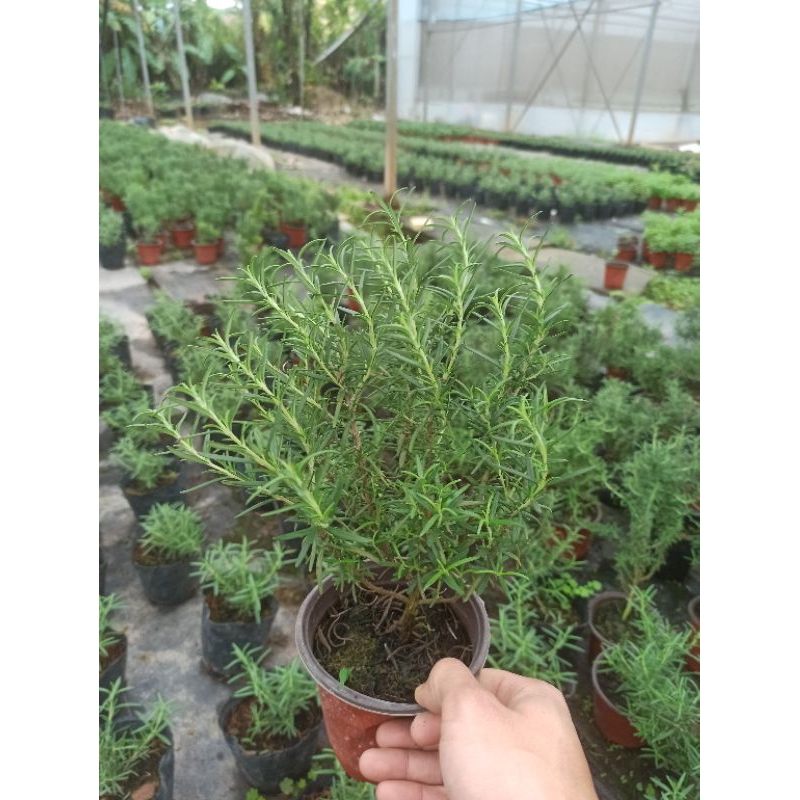 Cây hương thảo  thuần bắc